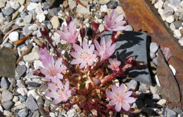 Lewisia | North American Rock Garden Society